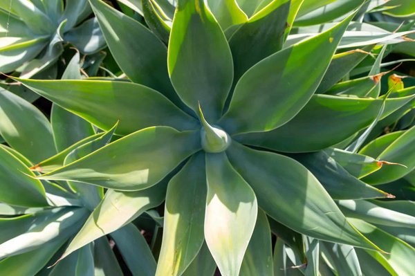 How can you find and join a guided tour of London's secret gardens?